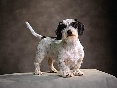 Pibald, Champion Wirehaired